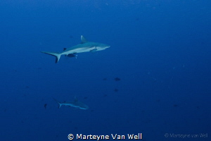 Two grey reef sharks cruising by by Marteyne Van Well 